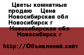 Цветы комнатные  продаю  › Цена ­ 990 - Новосибирская обл., Новосибирск г.  »    . Новосибирская обл.,Новосибирск г.